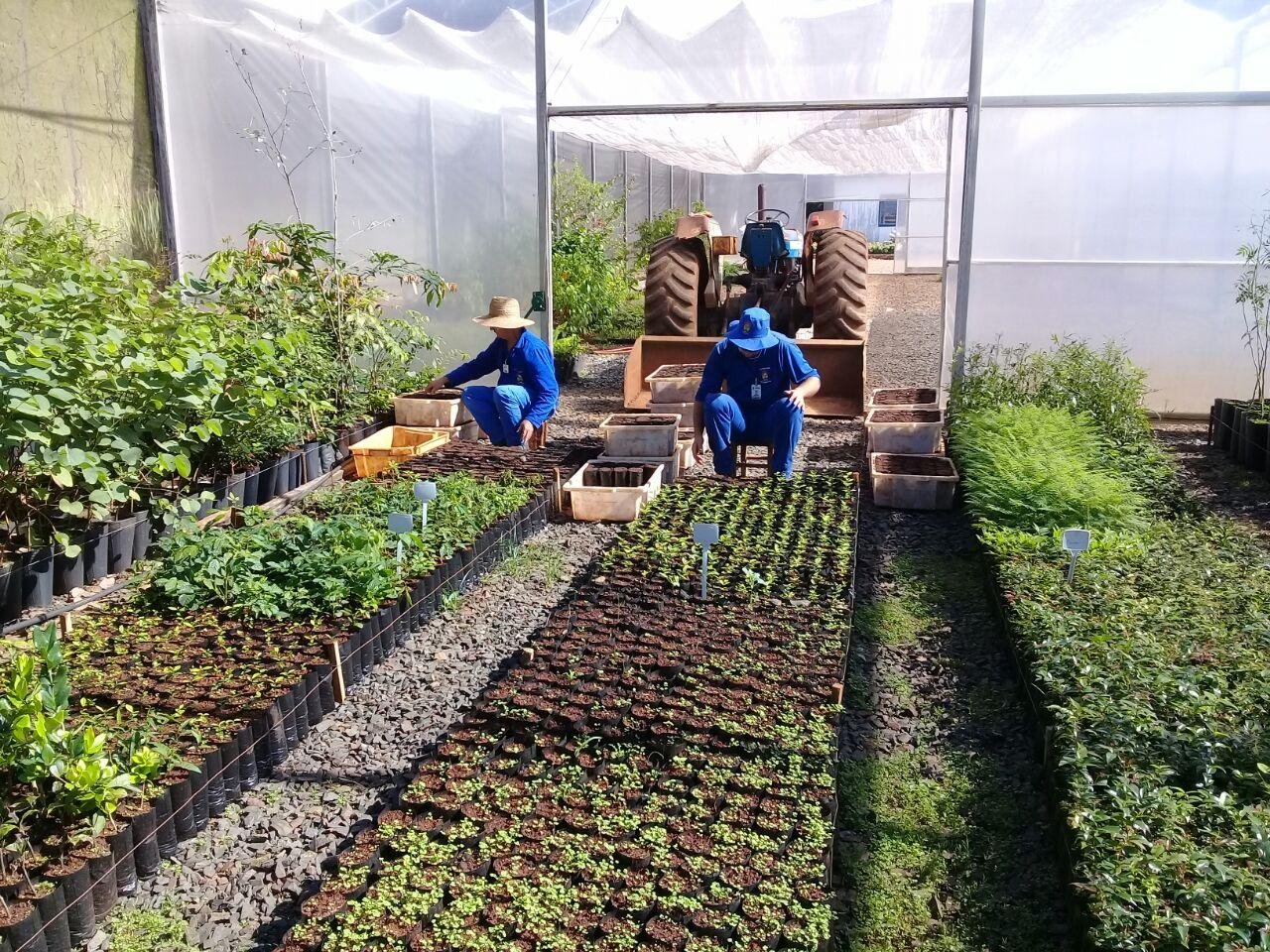 As mudas s&atilde;o produzidas no horto florestal do munic&iacute;pio