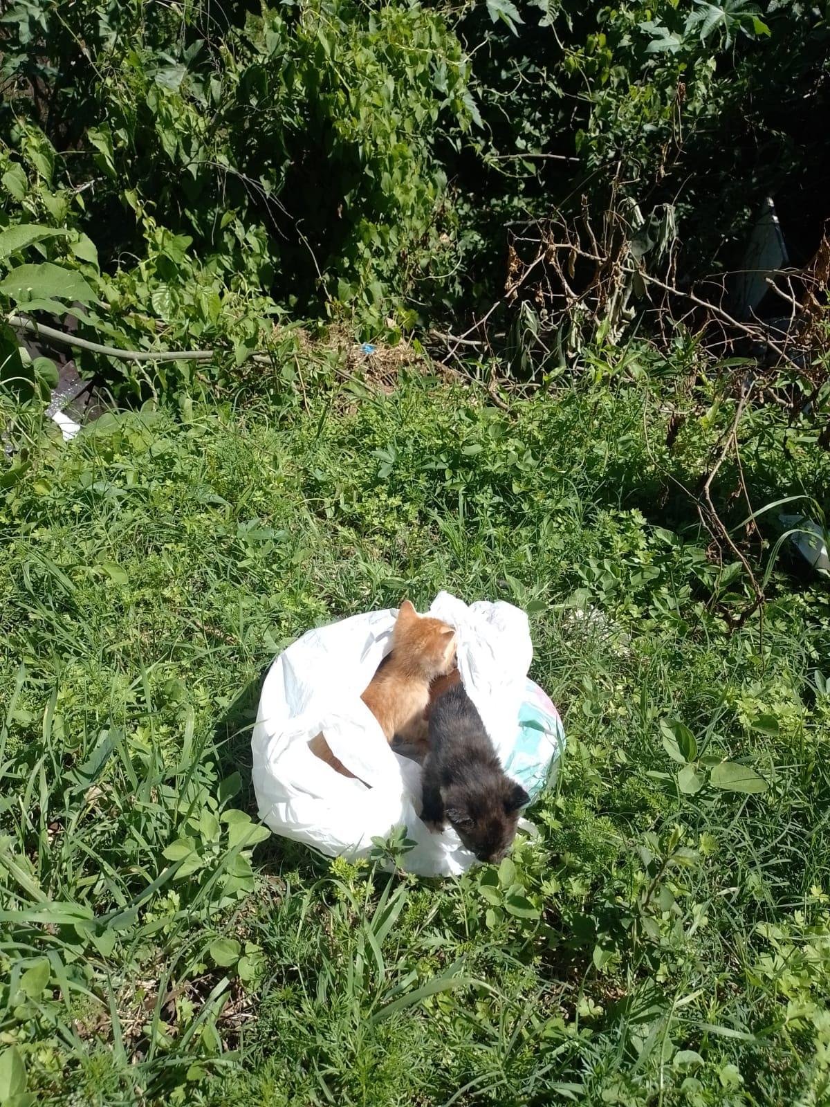 O abandono pode gerar zoonoses prejudiciais aos pr&oacute;prios pets e tamb&eacute;m aos seres humanos