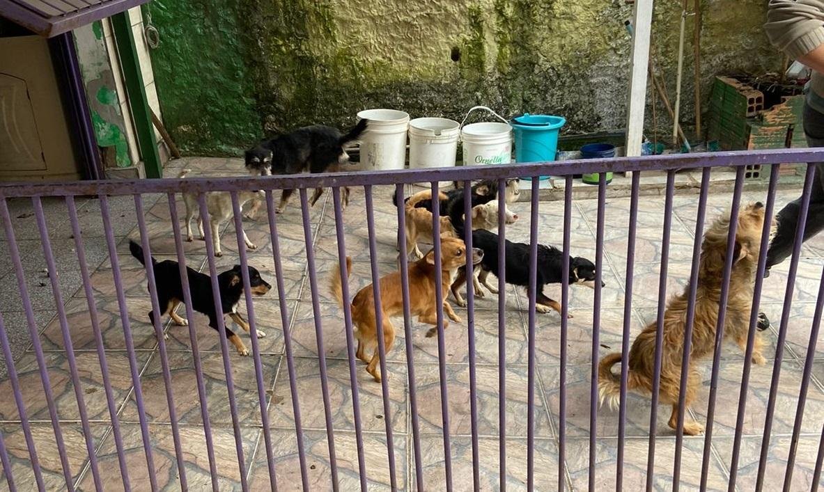 C&atilde;es est&atilde;o dispon&iacute;veis para ado&ccedil;&atilde;o ou receber um lar tempor&aacute;rio
