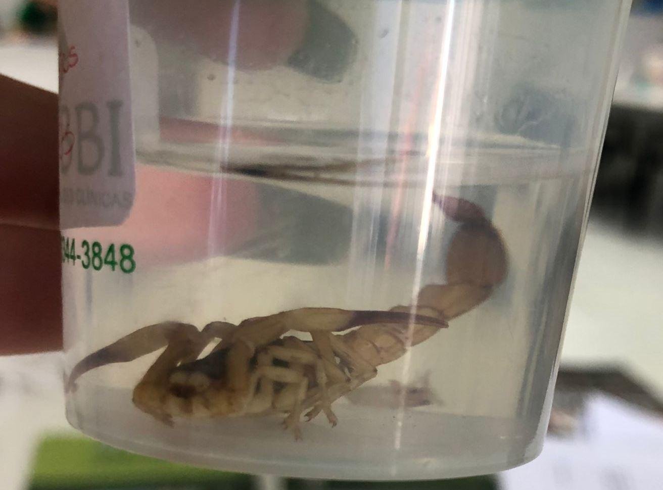 O animal pe&ccedil;onhento possui as pernas e a cauda amarelo-claro e o tronco escuro