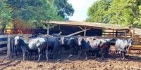 Sem procedência, 76 animais bovinos apreendidos na ação