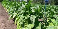 Plantação de tabaco