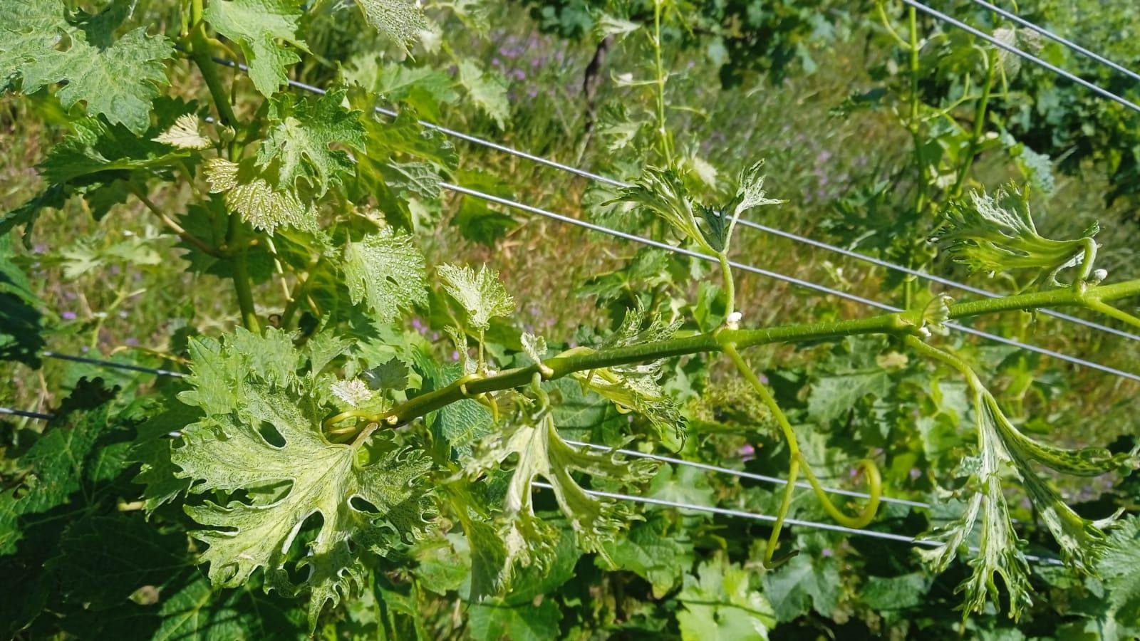 Efeitos do herbicida podem causar de 25% a 50% de perdas nos vinhedos