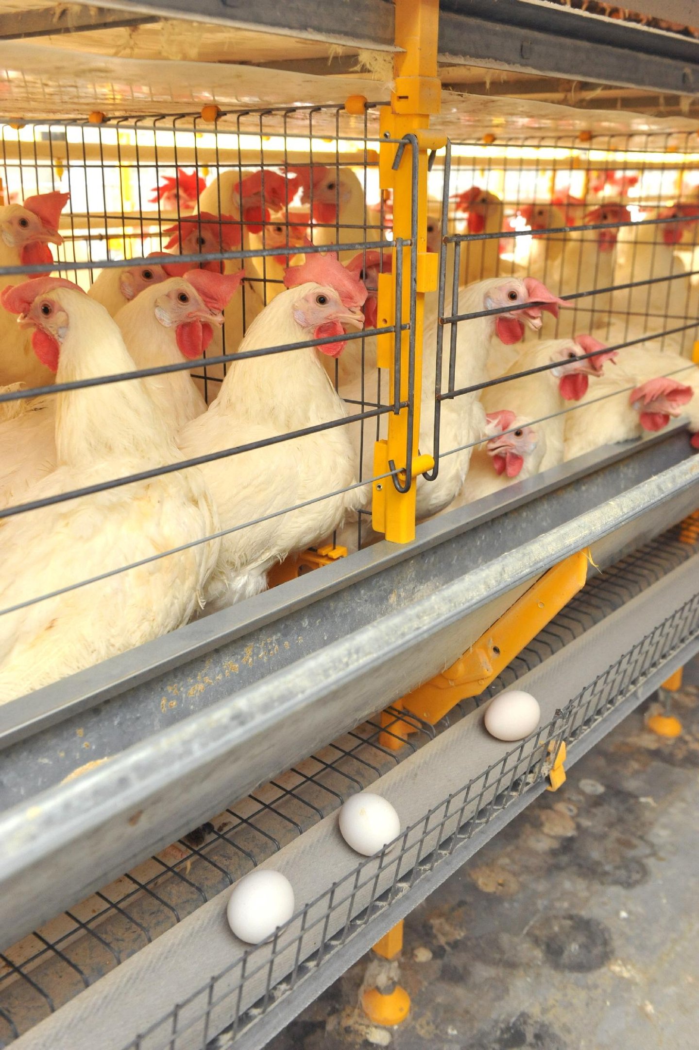 RS &eacute; o quinto estado em produ&ccedil;&atilde;o