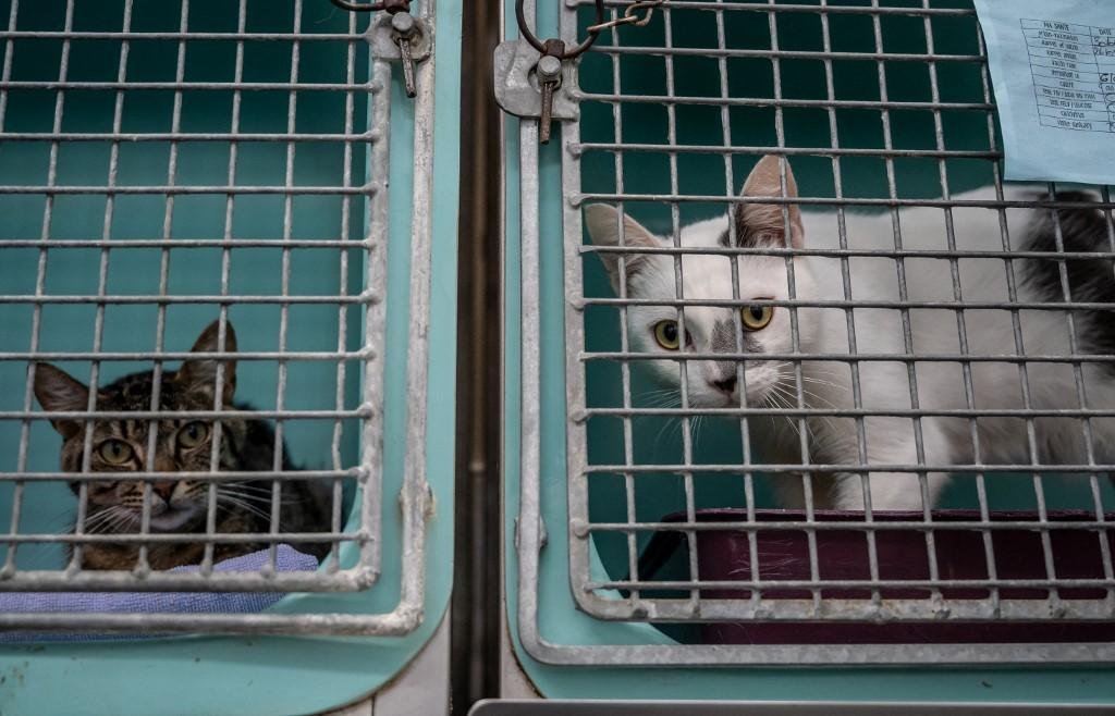 Projeto tamb&eacute;m ir&aacute; regulamentar com&eacute;rcio online de animais de estima&ccedil;&atilde;o