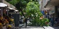 Queda de galho de árvore interrompeu trânsito na avenida Otávio Rocha, no Centro de Porto Alegre