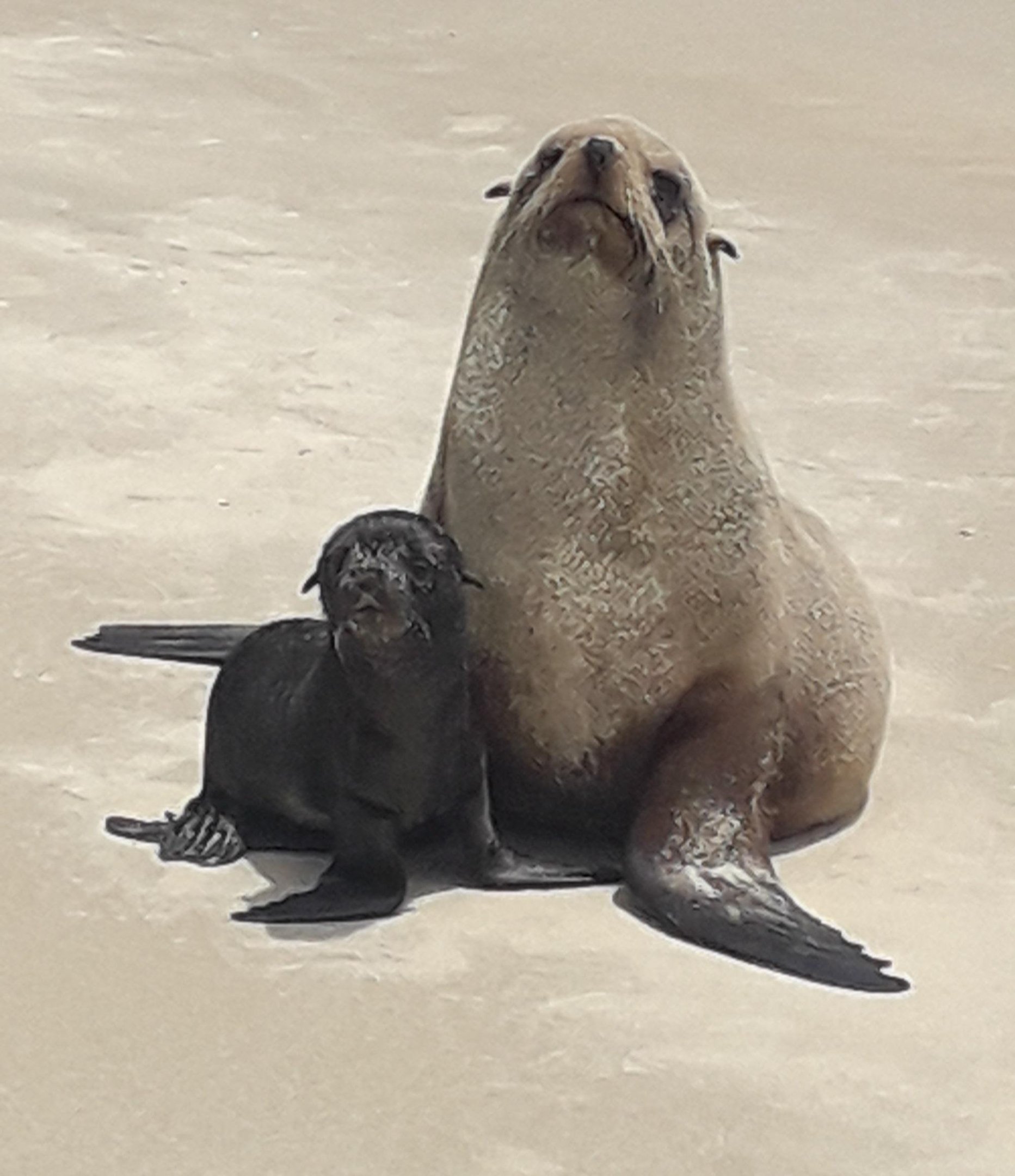 Entidades pedem que pessoas mantenham dist&acirc;ncia dos animais