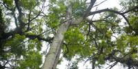 Árvore preocupa moradores de bairro em Porto Alegre, que não se sentem seguros