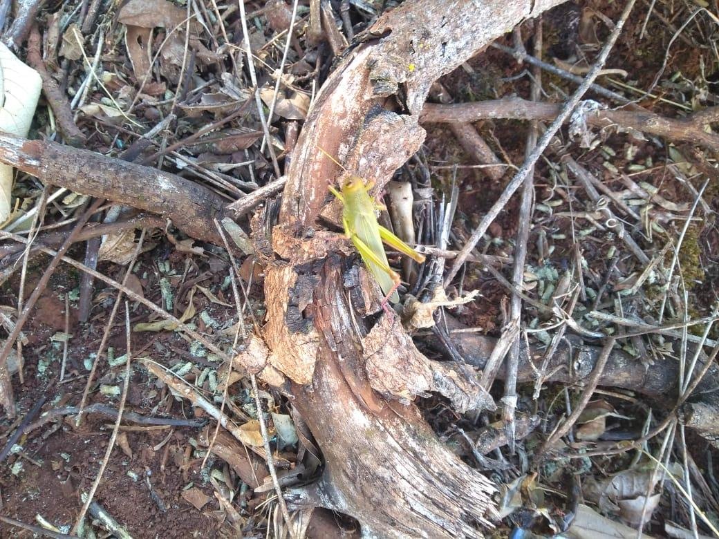 Secretaria recomenda que os agricultores permane&ccedil;am em alerta