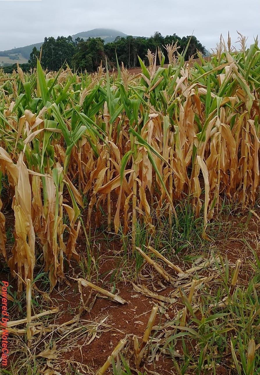 J&aacute; h&aacute; perdas de mais de 60% nas lavouras de milho