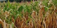 Já há perdas de mais de 60% nas lavouras de milho