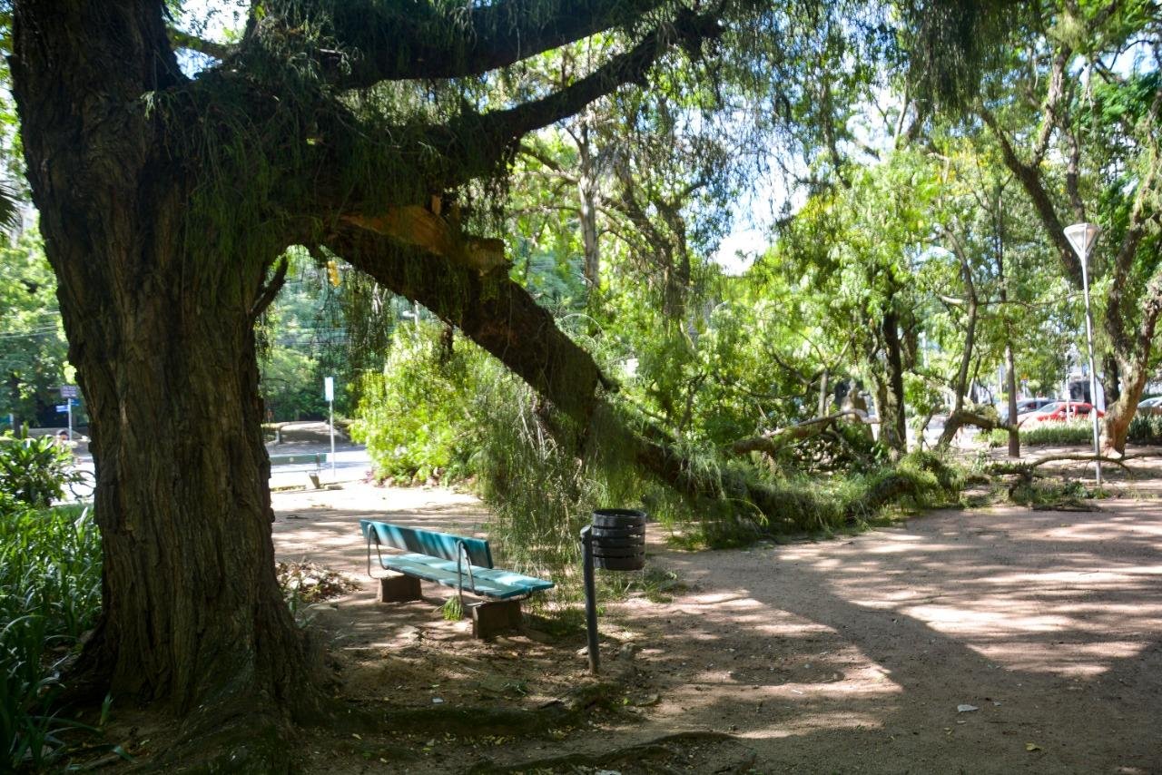 Prefeitura de Porto Alegre removeu galho durante a manh&atilde;, e disse que incidentes como este s&atilde;o comuns