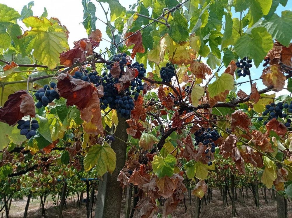 As uvas, em fase de amadurecimento, come&ccedil;am a sofrer com o amarelamento das folhas