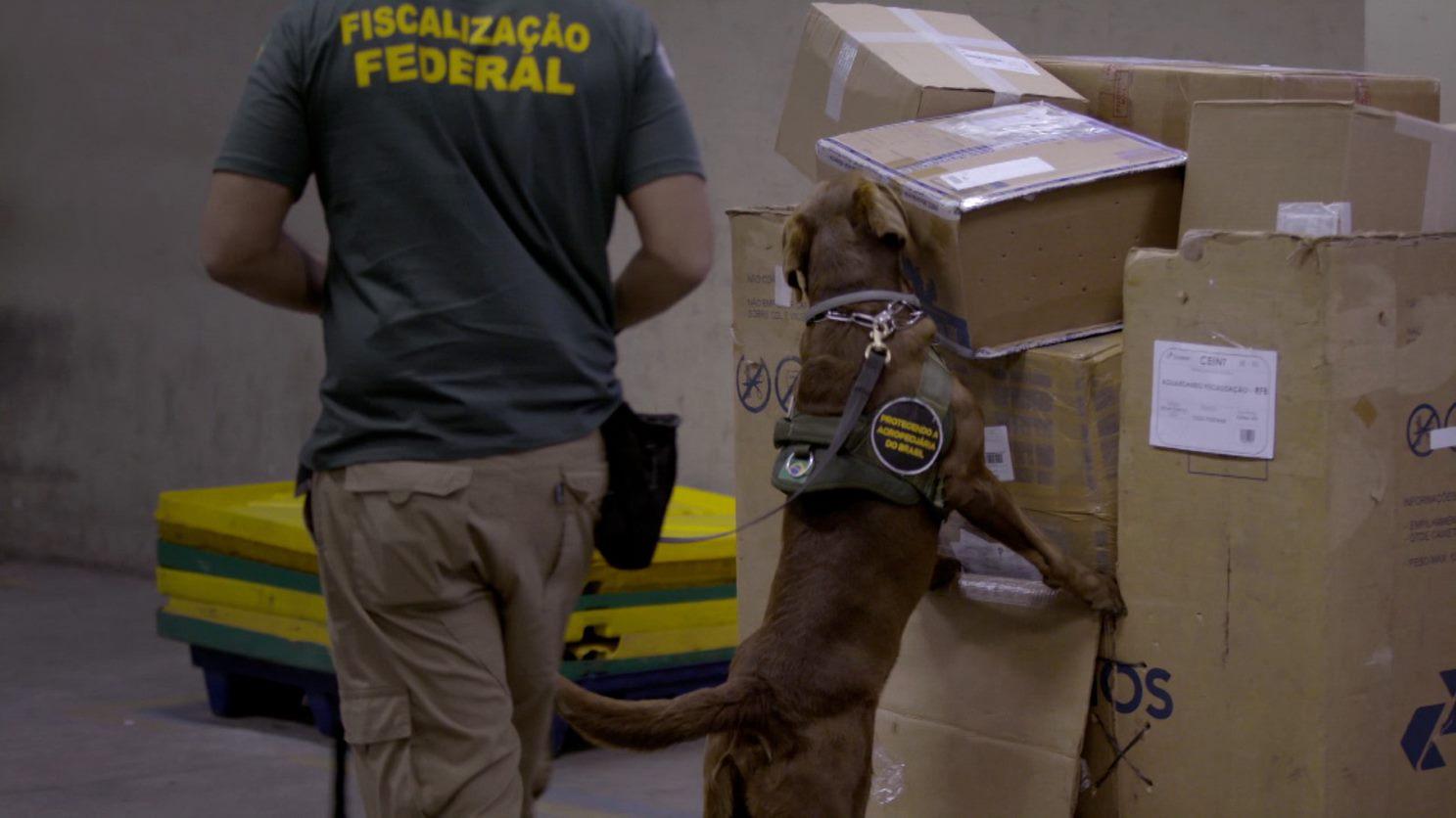 C&atilde;es treinados da Vigiagro (Vigil&acirc;ncia Agropecu&aacute;ria Internacional) farejam uma caixa com carga bastante suspeita, contendo cobras vivas.