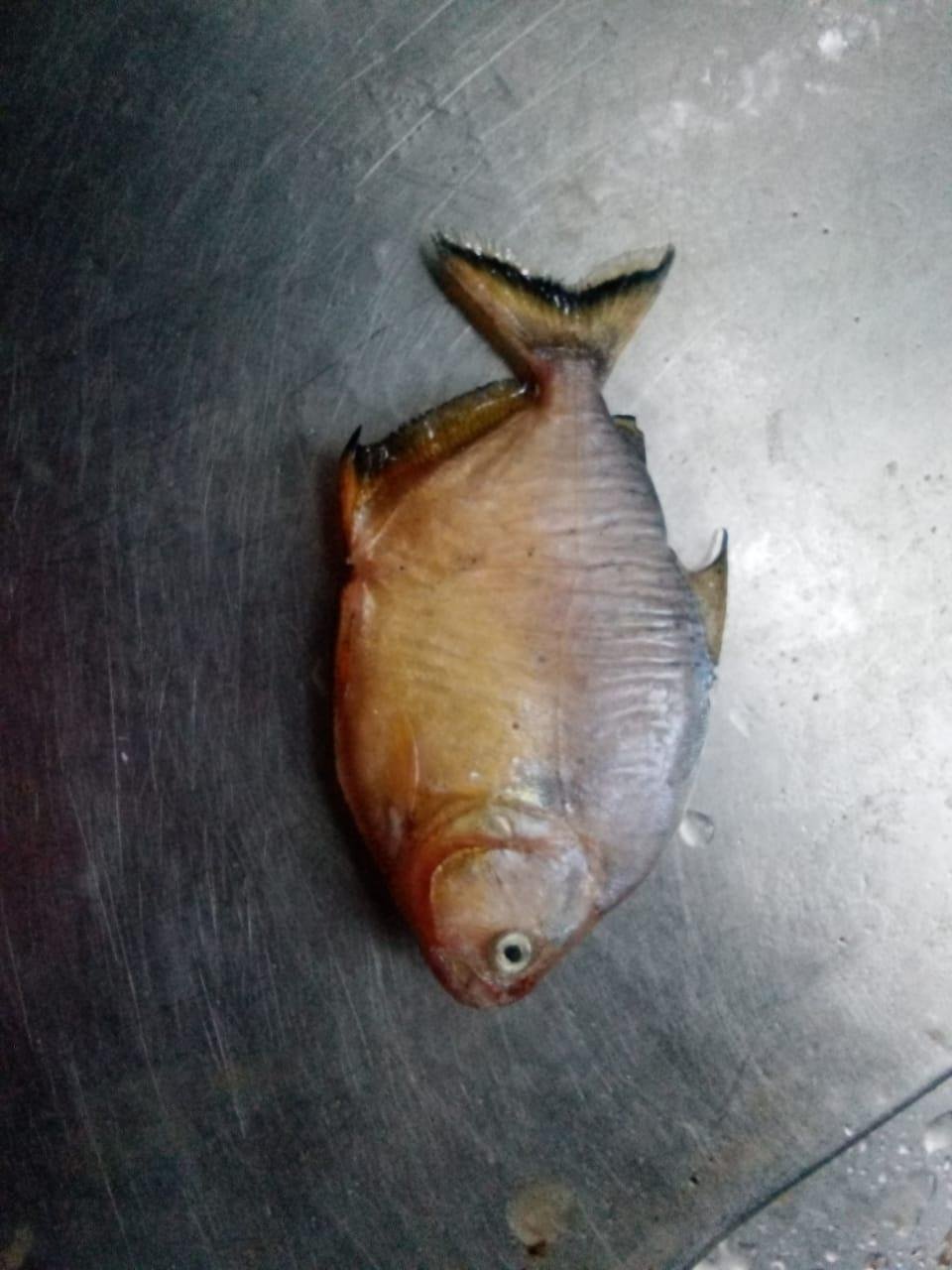 Esp&eacute;cie de piranha origin&aacute;ria da Bacia do Rio Uruguai chegou ao Jacu&iacute; e tem sido encontrada em afluentes dele