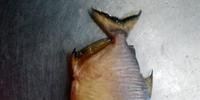 Espécie de piranha originária da Bacia do Rio Uruguai chegou ao Jacuí e tem sido encontrada em afluentes dele