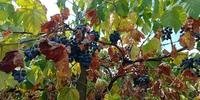 Na região de Caxias do Sul, perdas das variedades precoces de uva são de 30%
