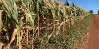 Perda das lavouras de milho, que estão ressecadas, é estimada em até 70%