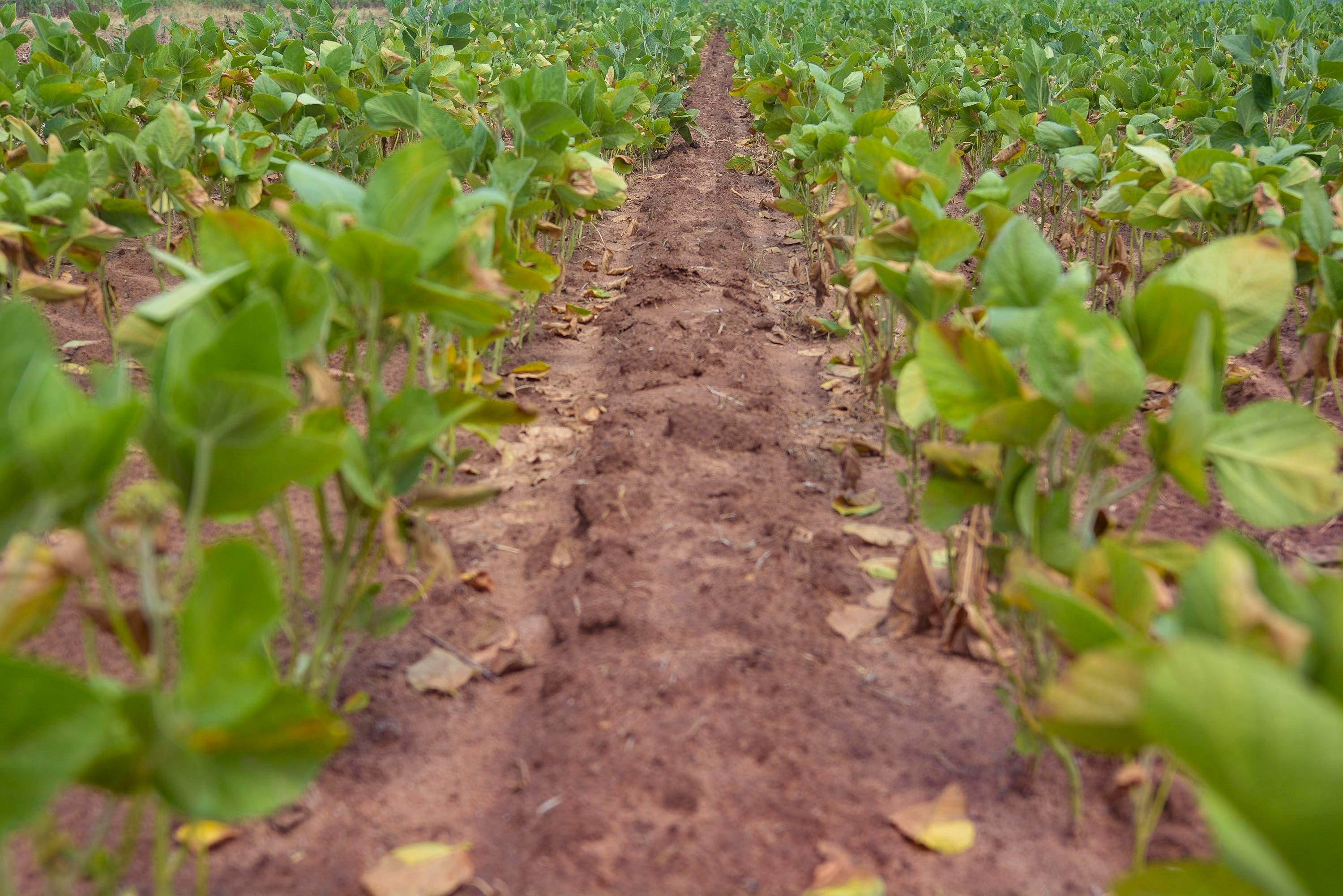Planta&ccedil;&otilde;es de soja cresceram menos do que era esperado para esta &eacute;poca do ano por causa da estiagem prolongada