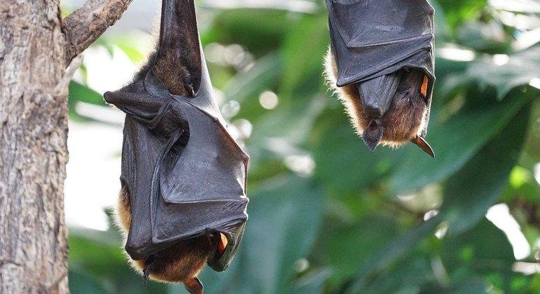 Batizado de NeoCov, pat&oacute;geno &eacute; pr&oacute;ximo ao Mers-CoV, causador de uma epidemia que matou 852 pessoas em 2012