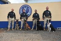 Policiais rodoviários federais atuam com seus cães, formando os binômios.