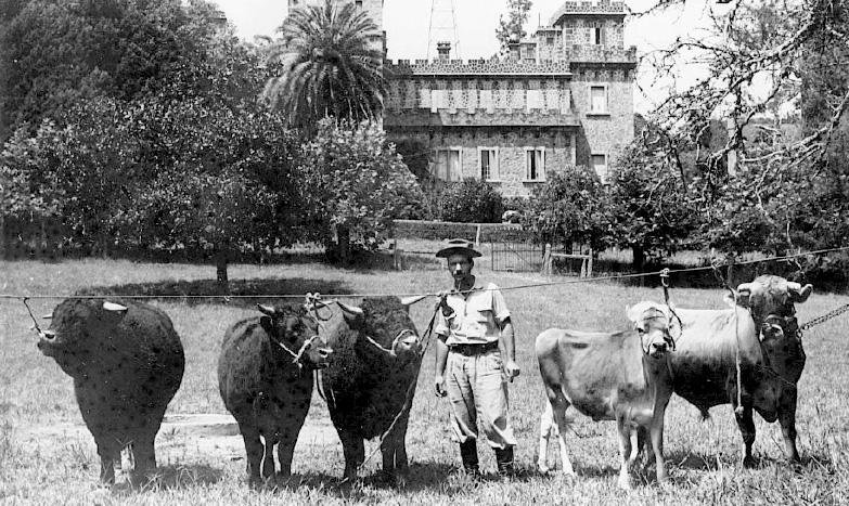 A Granja das Pedras Altas, de Assis Brasil, importava gado da ra&ccedil;a Devon.