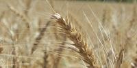 Lavouras do cereal poderão alcançar 1,32 milhão de hectares