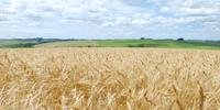 Preços do trigo dispararam no mercado internacional desde o início do confronto no leste europeu
