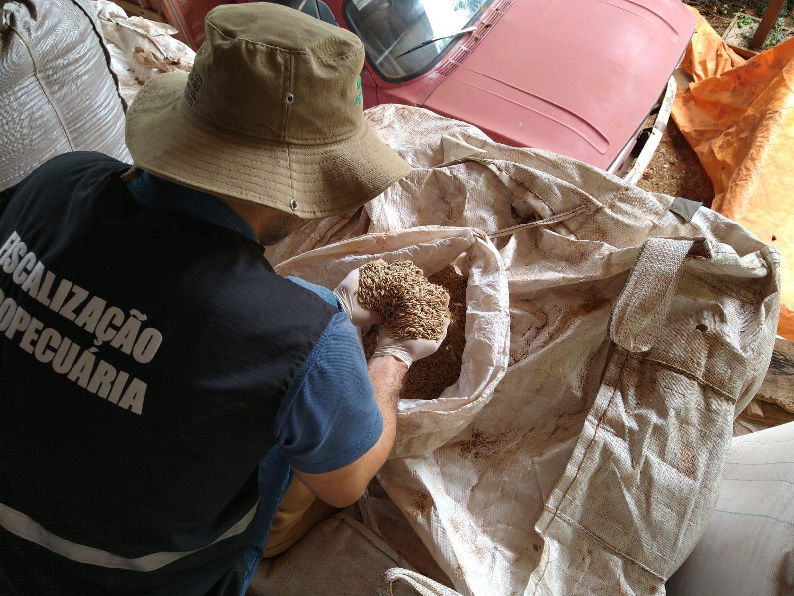 A venda de sementes s&oacute; &eacute; permitida se o material foi produzido para essa finalidade