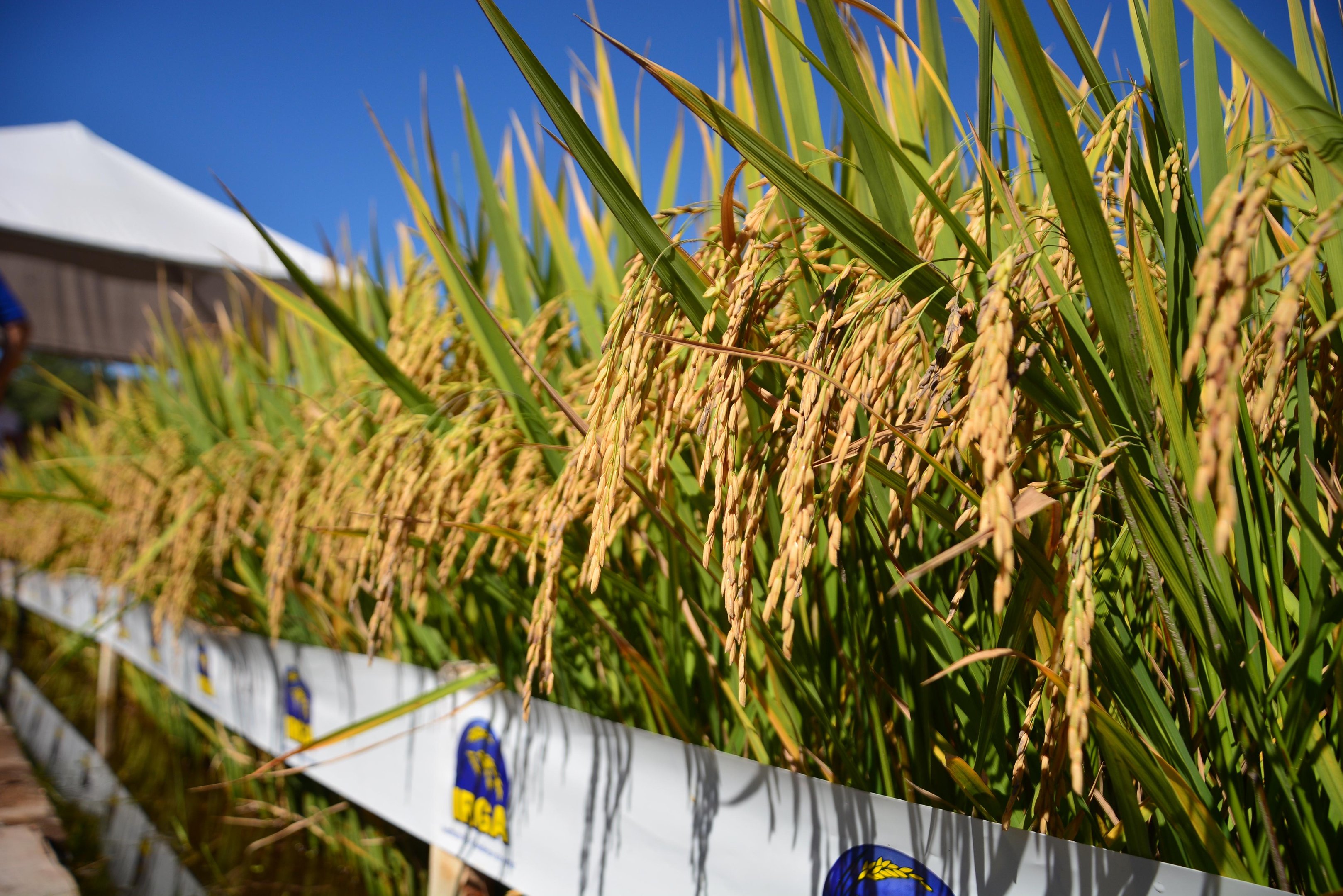 De acordo com levantamento do Irga, 762,5 mil hectares de arroz est&atilde;o colhidos