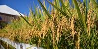 De acordo com levantamento do Irga, 762,5 mil hectares de arroz estão colhidos