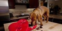 Quantidade de chocolate responsável por fazer mal para o cachorro varia de acordo com o porte da espécie