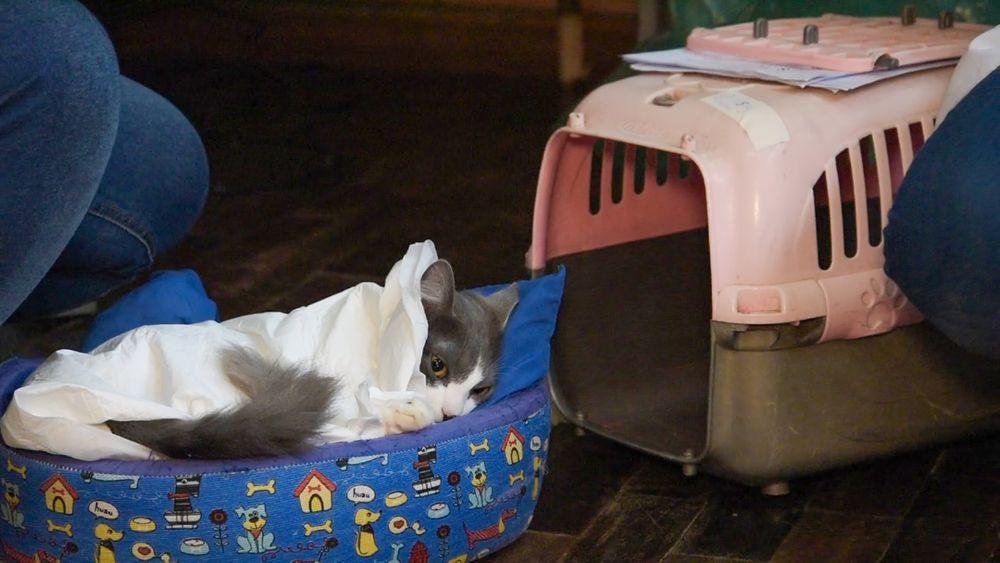 A expectativa, em Caxias, &eacute; chegar ao fim do ano com cerca de 8 mil c&atilde;es e gatos esterilizados