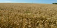 O plano é fazer com que os agricultores gaúchos invistam em uma produção de cereais no inverno