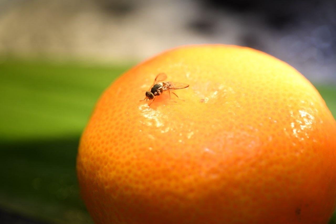 A laranja est&aacute; entre os frutos que a mosca ex&oacute;tica pode utilizar como hospedeiro, depositando larvas sob a casca, que se alimentam da polpa