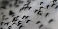 Casos de dengue aumentam no Brasil