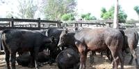 Leiloeiro destaca valorização do gado