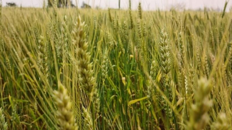 Embarques de 1,97 milh&atilde;o de toneladas de trigo neste primeiro trimestre geraram uma receita de 470,2 milh&otilde;es de d&oacute;lares