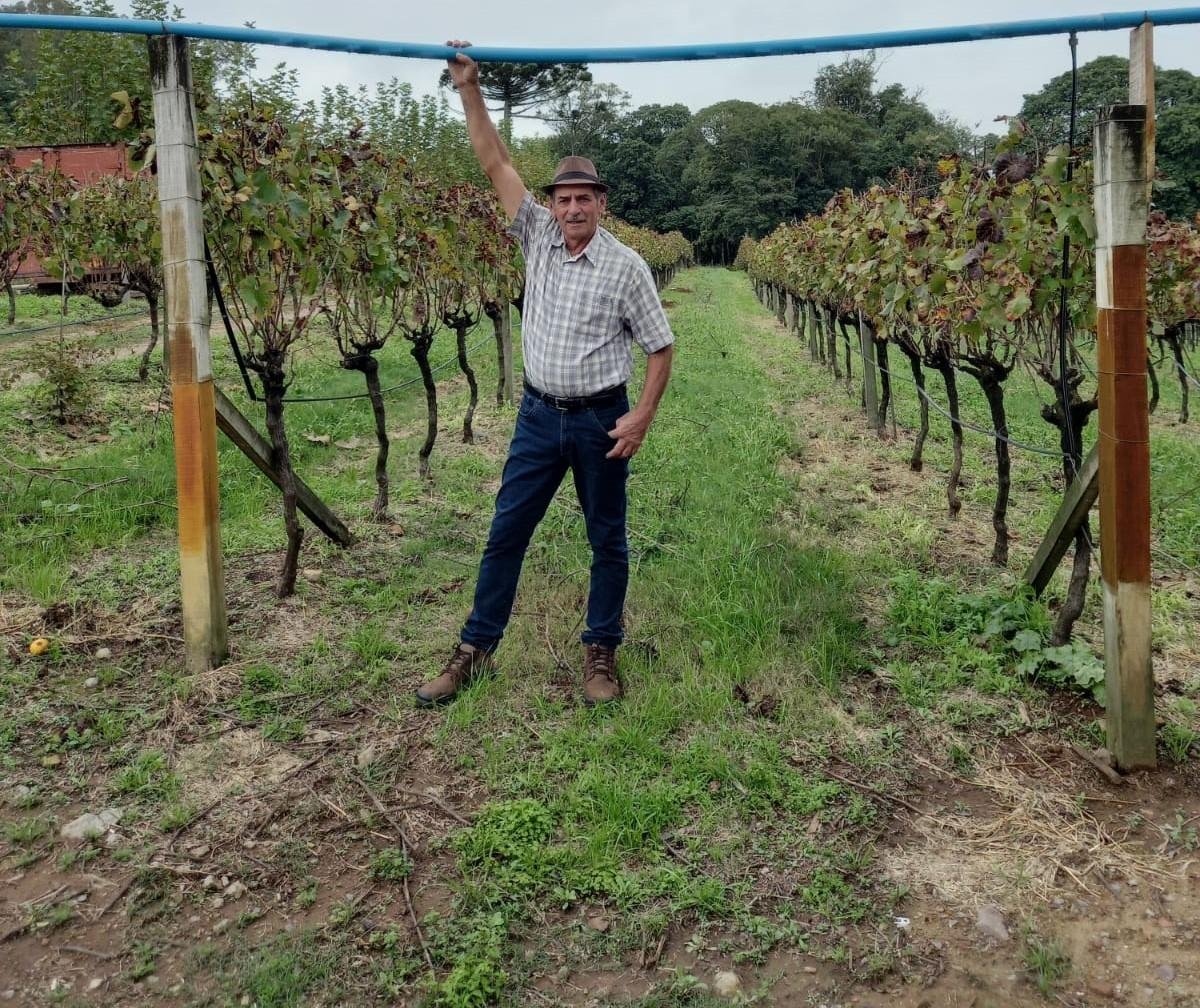 Jos&eacute; Milani, produtor de Garibaldi, garantiu colheita de 240 mil quilos de uva na safra 2021/2022, passando inc&oacute;lume pelos efeitos que a estiagem no Rio Grande do Sul teve sobre a cultura