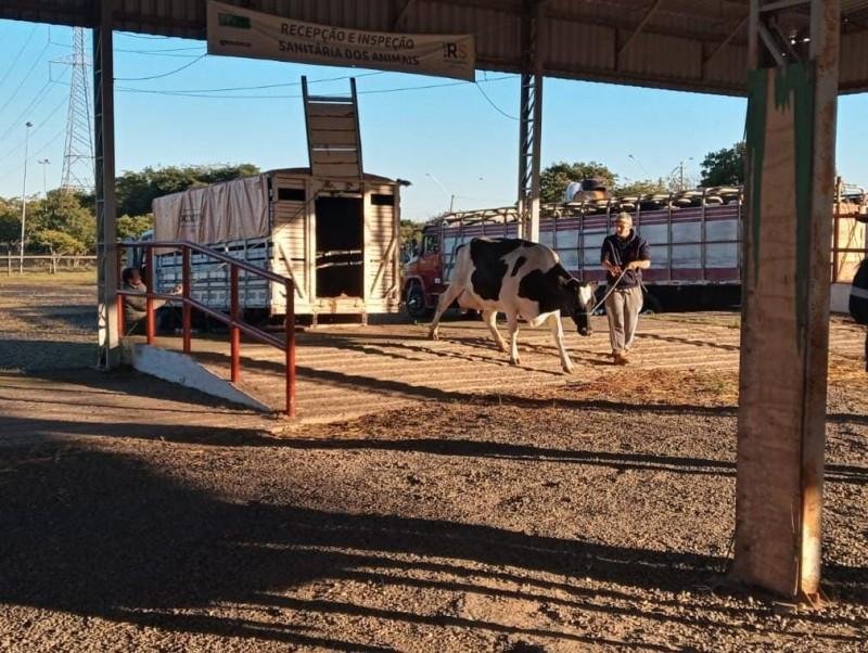 Mara&iacute;sa, vaca Holandesa, foi uma das primeiras a chegarem