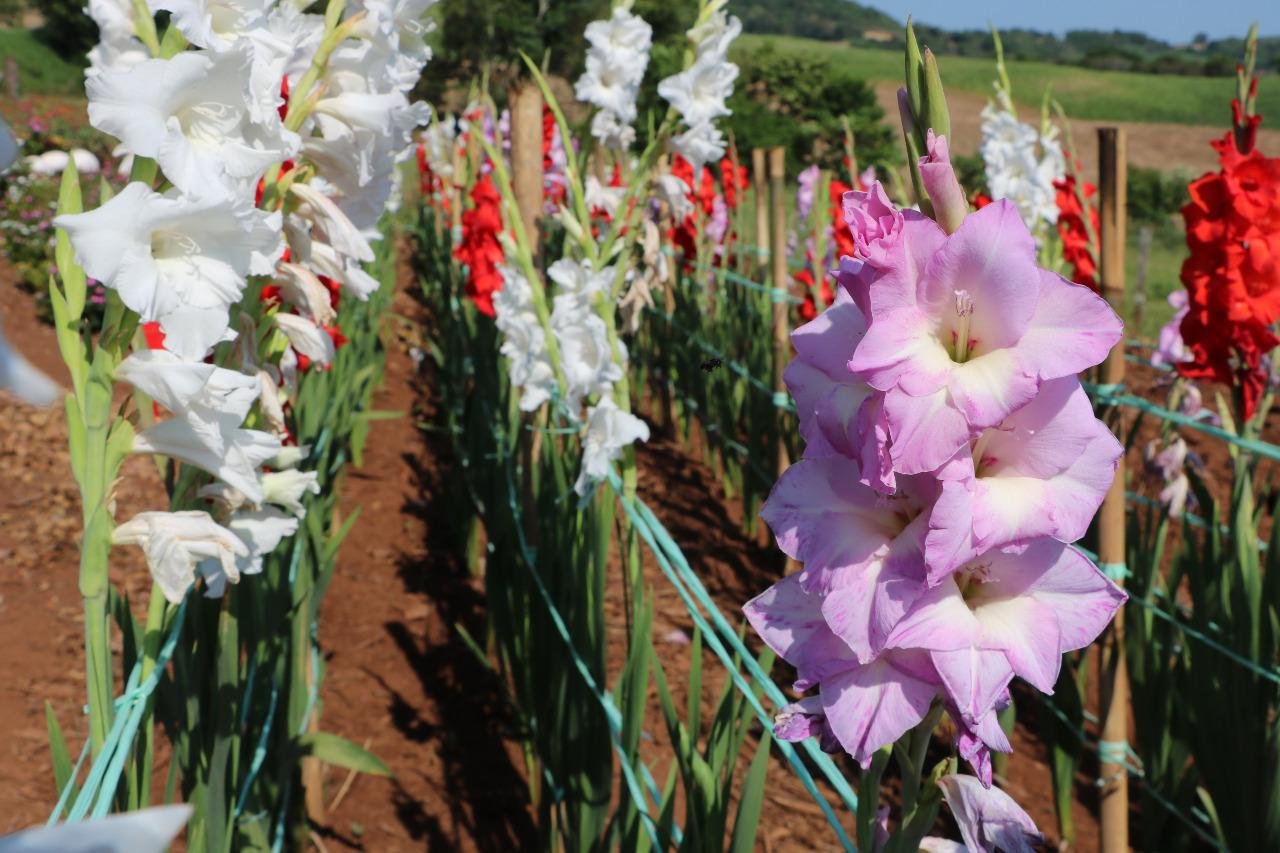 Plantio de flores foi substitu&iacute;do parcialmente em propriedades ga&uacute;chas que durante a pandemia passaram a cultivar alimentos hortigranjeiros, estima a Associa&ccedil;&atilde;o Riograndense de Floricultura (Aflori)