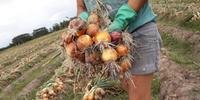 Na safra de 2022, os produtores estimam colher 121 mil toneladas de cebolas no Estado