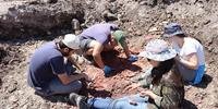 Pesquisadores já coletaram mais de 100 espécimes de fitofósseis (plantas fósseis)