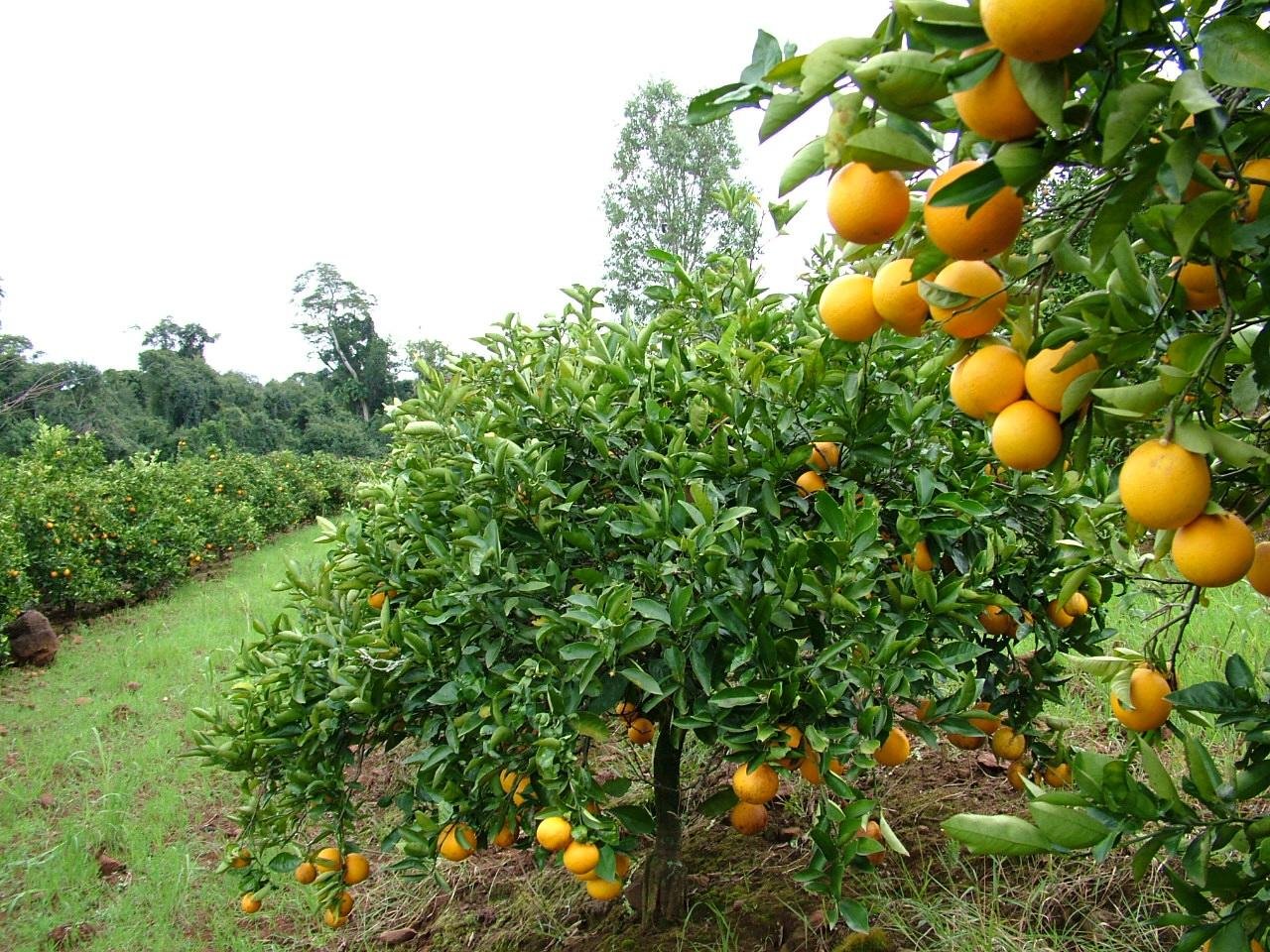 Laranja de umbigo tende a apresentar os maiores pre&ccedil;os