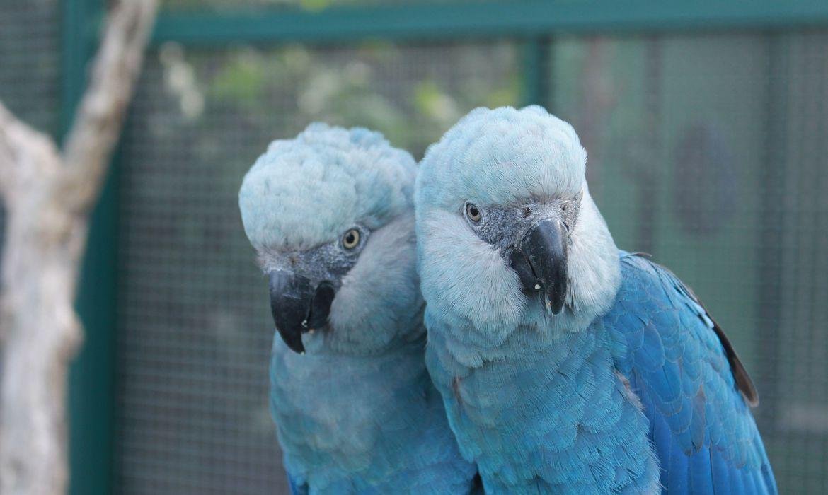 Apenas dois traficantes foram respons&aacute;veis, nas d&eacute;cadas de 70 e 80, por tirar da natureza 23 ararinhas