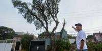 João Maria mostra a árvore que vem causando transtorno para sua família no bairro Medianeira, em Porto Alegre