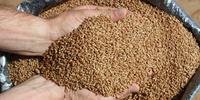 Biotrigo Genética já dispõe de variedades de trigo com propósito de produção de etanol e alimentação animal