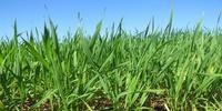 Na mesma data do ano passado, 62% da área total de trigo já havia sido semeada