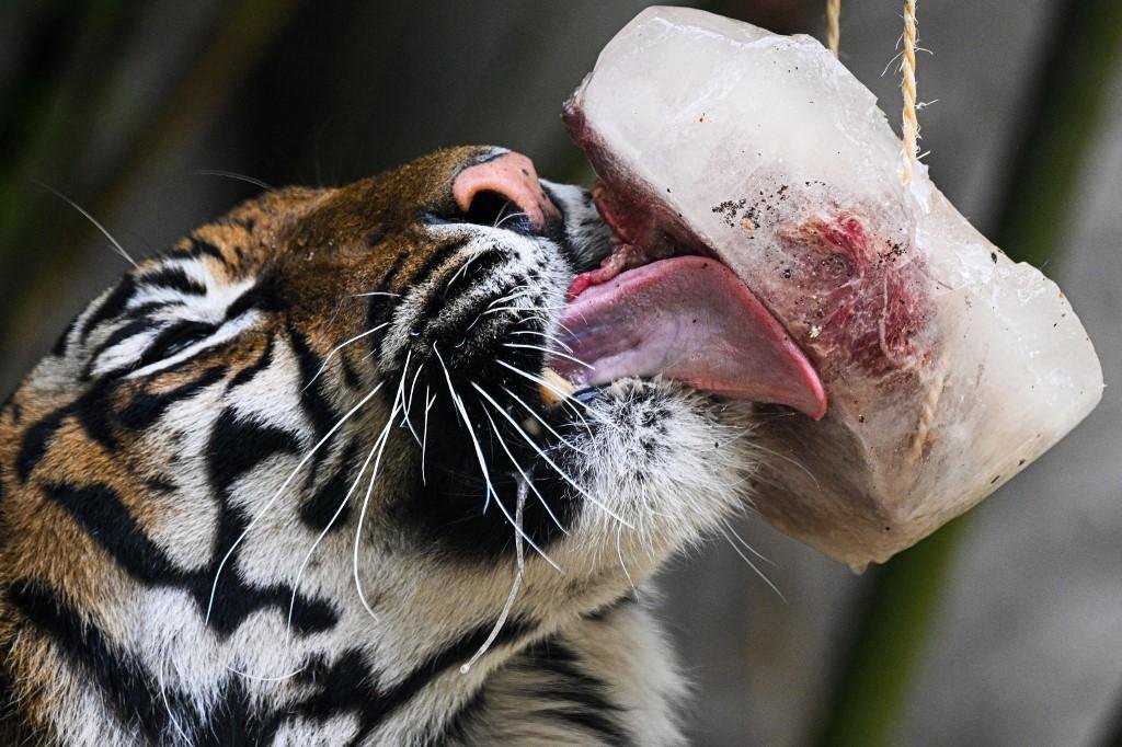 Tigre lambe picol&eacute; de carne para se refrescar