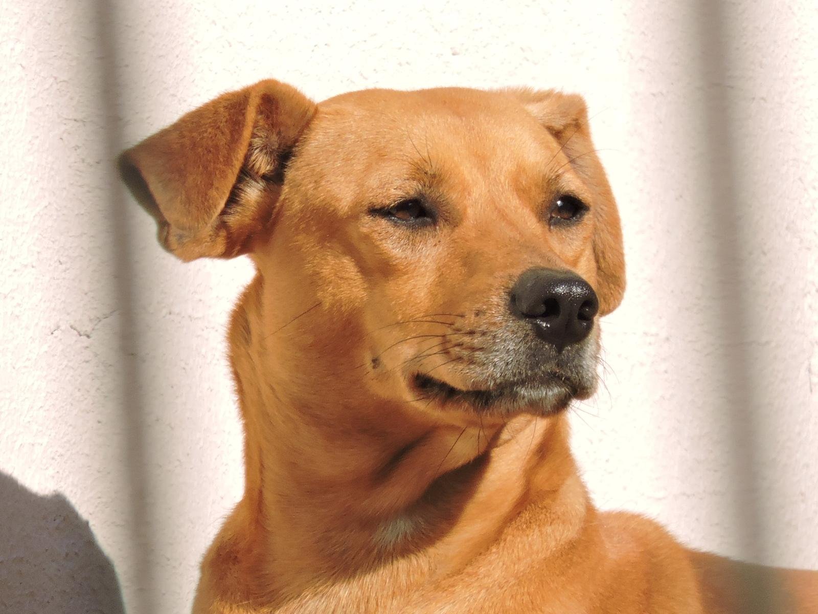 Interessadas preencher&atilde;o uma ficha com informa&ccedil;&otilde;es pessoais e sobre seus animais para poder receber o servi&ccedil;o